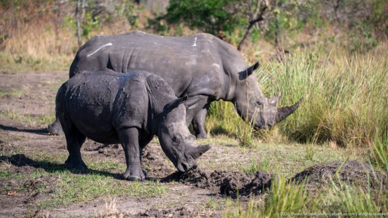 Two white rhinoceroses grazing beside churned muddy ground, with a smaller animal in front.