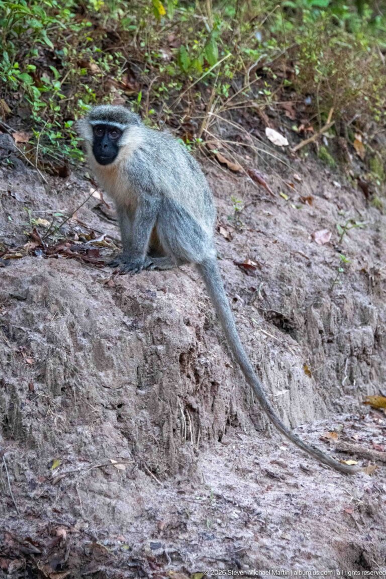 Vervet monkey walking across pale sandy ground with its long tail stretched behind.