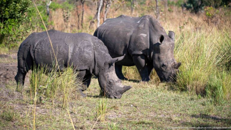 Two white rhinoceroses grazing together beside tall grass, one mud-darkened in the foreground.