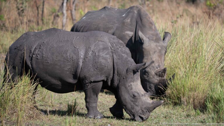 Mud-darkened white rhinoceros grazing in front of a second rhinoceros among tall grass.