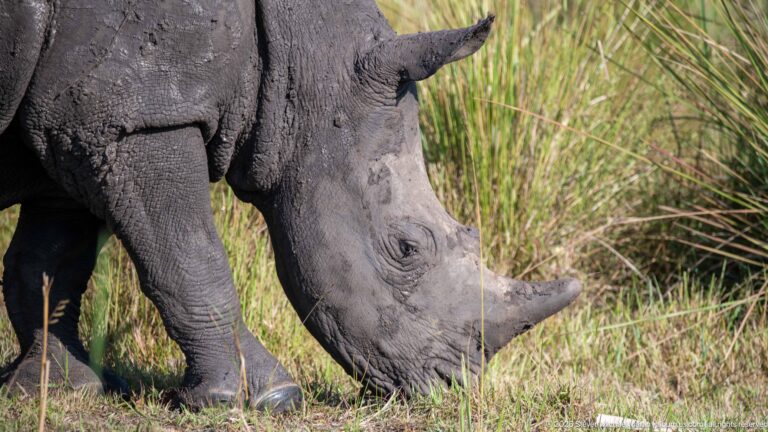 Close side detail of a white rhinoceros head grazing beside tall grass, with two horns visible.
