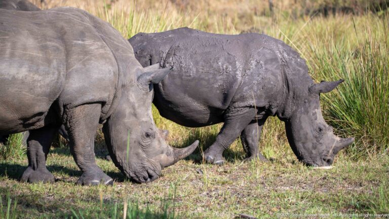 Two white rhinoceroses grazing close together, their bodies overlapping against tall grass.