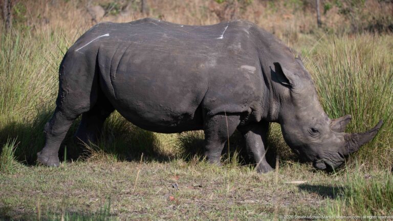 White rhinoceros grazing in full side profile with tall grasses behind it.