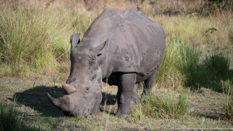 White rhinoceros grazing at a three-quarter angle in grass, with dried mud streaking its hide.