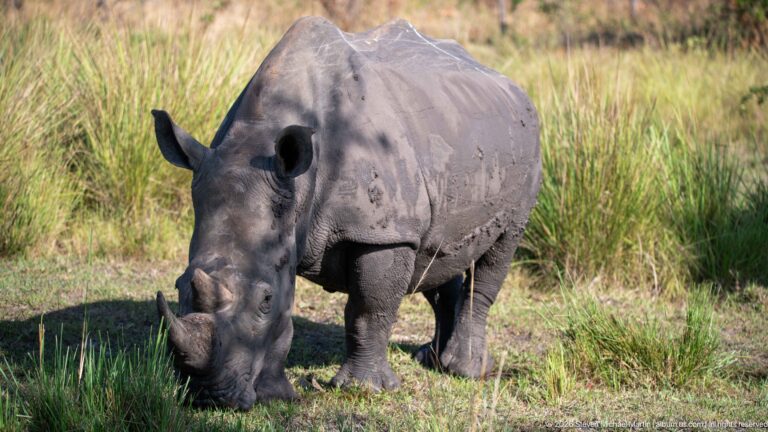 White rhinoceros grazing nearly head-on beside tall grass, with both horns and broad muzzle visible.
