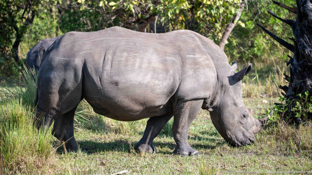 Full-body white rhinoceros grazing broadside in a sunny woodland clearing.