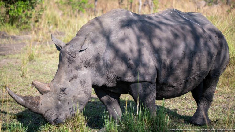 White rhinoceros grazing under dappled shade, with its long front horn prominent.