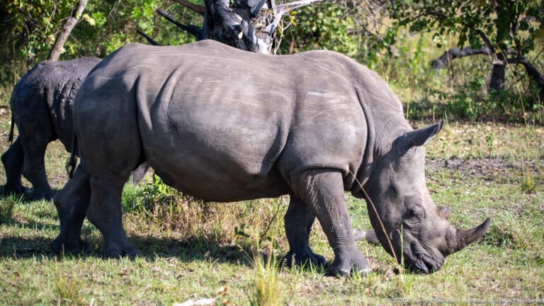 White rhinoceros grazing in profile with a second rhinoceros partly visible behind it.