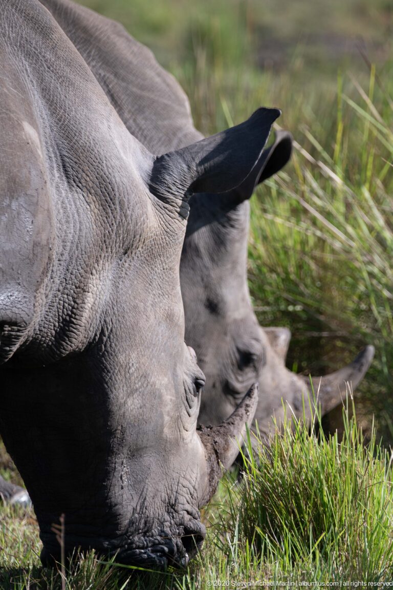 Close side view of a white rhinoceros grazing, showing its horns, eye, ear, and broad muzzle.