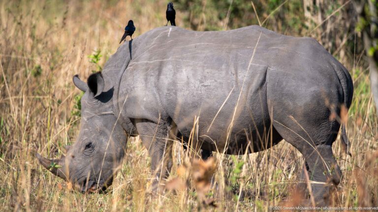 White rhinoceros grazing in tall dry grass with two dark birds perched on its back.