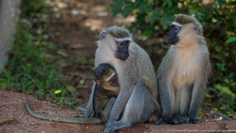Two adult vervet monkeys sitting with a juvenile held against one adult.