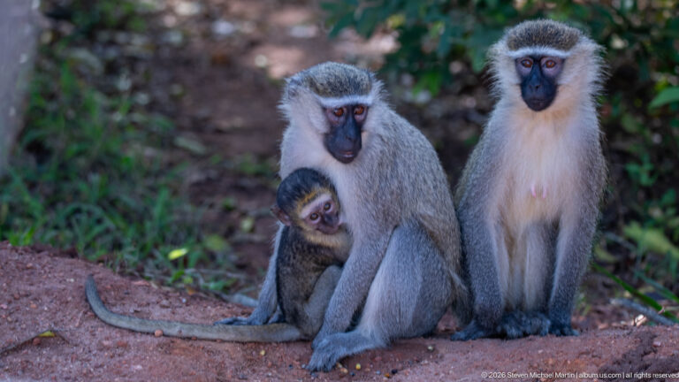 Three vervet monkeys sitting together, including a juvenile leaning against an adult.