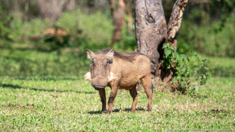 Common warthog standing front-facing in green grass beside a tree trunk.