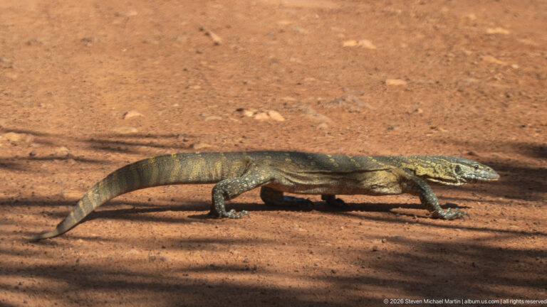 Full-profile Nile monitor crossing an open dirt track on short sturdy legs.