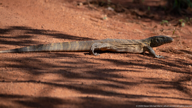 Nile monitor moving through striped woodland shade with its long tail extended behind.