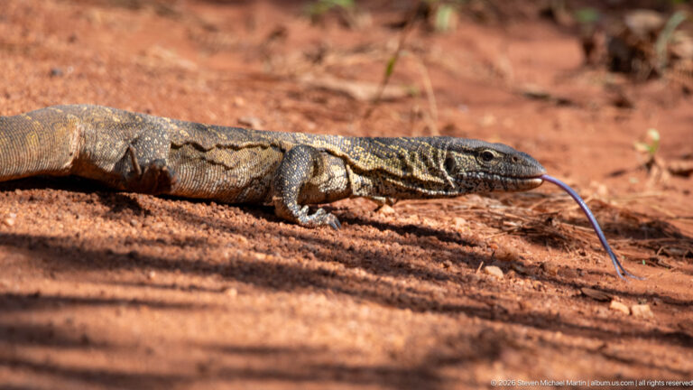 Nile monitor moving low over reddish soil, with a long forked tongue projecting forward.