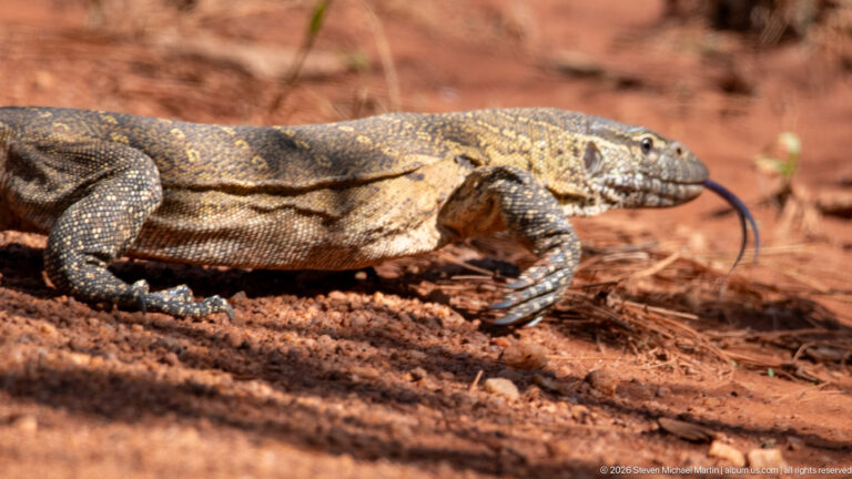 Nile monitor walking across red sandy ground with its forked tongue extended.