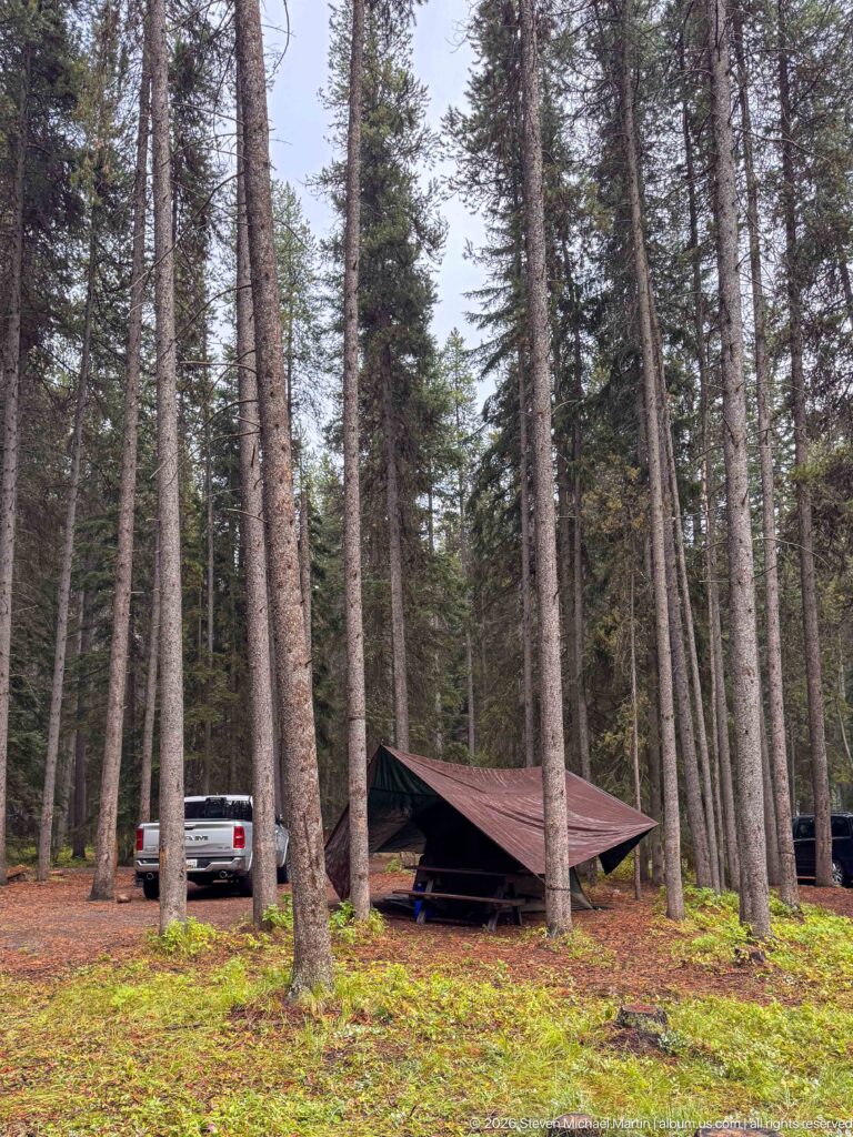 Pickup truck and tarp-covered picnic table sit among tall conifers at a forest campsite.