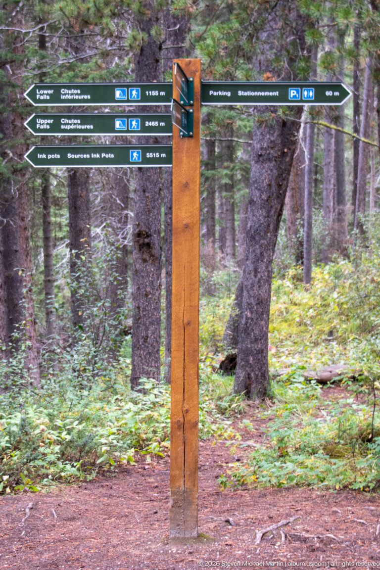 Wooden trail post with green arrows marks a junction among conifers and low forest plants.