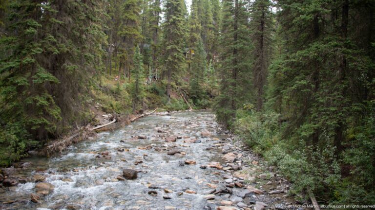 Shallow creek spreads across pale stones and gravel bars beneath a dense conifer canopy.