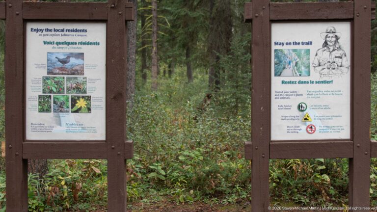 Two trail signs flank a forest path: one about local wildlife, the other urging visitors to stay on the trail.