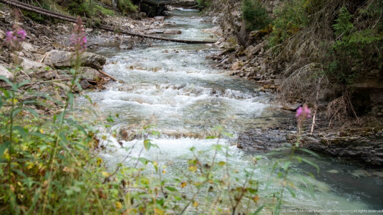 Shallow creek flows over stones beside a pink wildflower in the foreground and forested banks.
