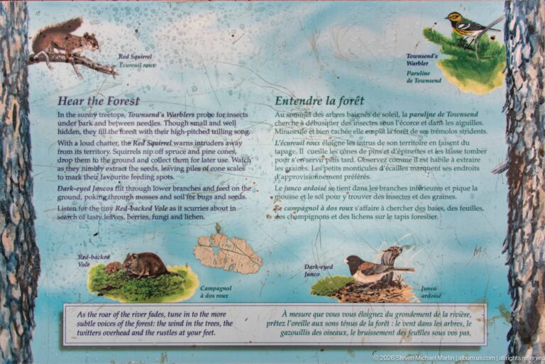 Blue bilingual interpretive sign about forest sounds, with bird, squirrel, and habitat illustrations.
