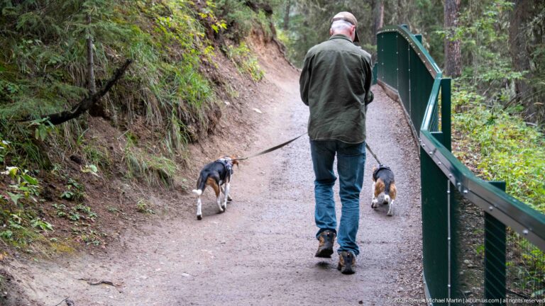 Hiker walks two leashed beagles along a gravel trail beside a green-railed walkway.
