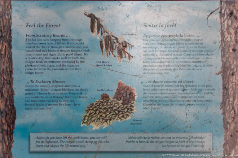 Blue bilingual forest interpretive panel with animal and plant illustrations and text about woodland life.