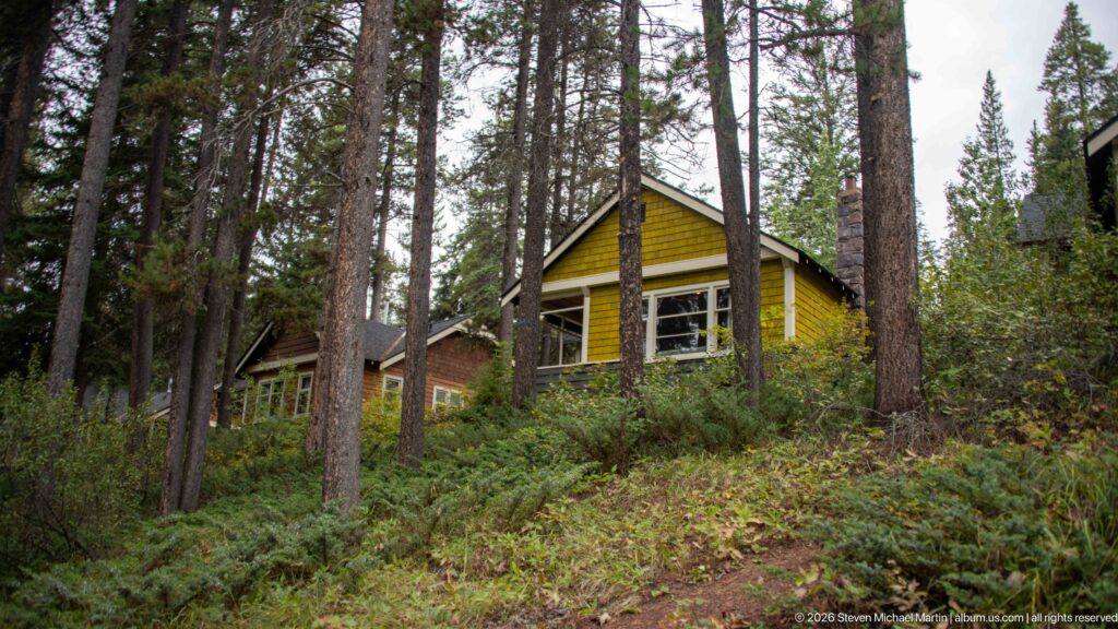 Yellow cabin partly hidden by tree trunks and dense undergrowth in a conifer forest.