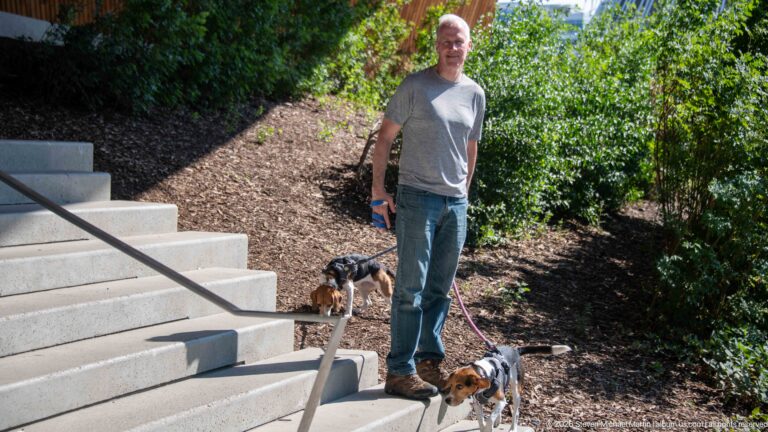 Man holding two leashed beagles beside concrete steps and leafy landscaping near Calgary Central Library.