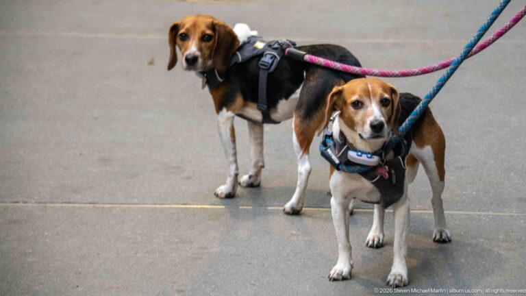 Two tricolor beagles in harnesses standing on a gray downtown sidewalk with colorful leashes extending out of frame.