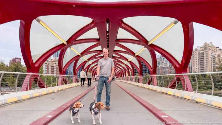Man and two beagles centered on Calgary’s Peace Bridge beneath red arches, with residential towers beyond.
