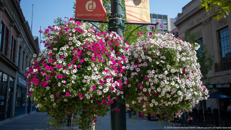 Large hanging basket of pink and white flowers along a downtown Calgary sidewalk with historic buildings behind.