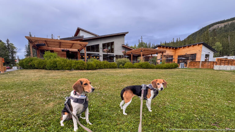 Two harnessed beagles on leashes standing on grass before a timber-accented mountain hospitality complex.