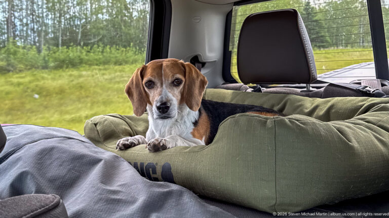 Beagle resting in a large green padded dog bed in the rear of a vehicle, with grass and trees outside.