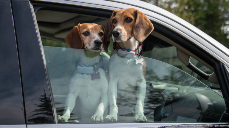 Two beagles standing together behind a partially lowered vehicle window, wearing collars and harnesses.