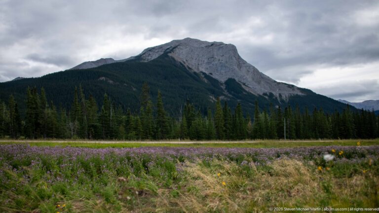 Grassy meadow dotted with purple flowers below conifer forest and a large gray Rocky Mountain.