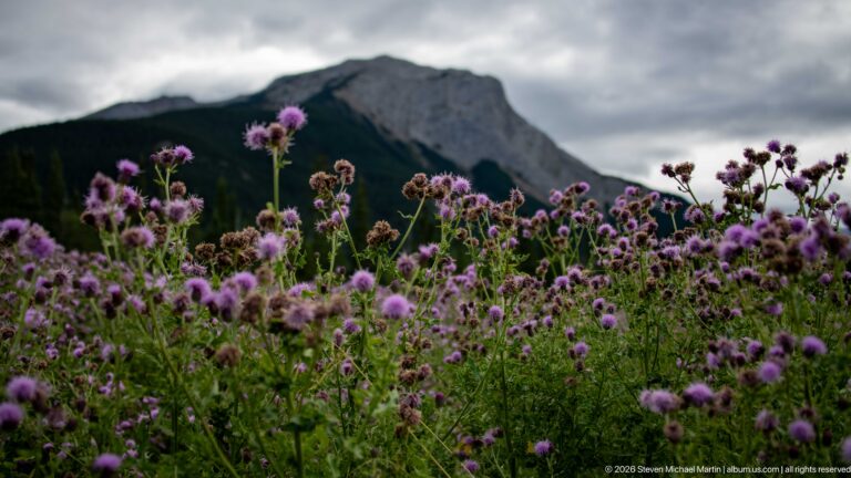 Purple thistle-like flowers filling the foreground below a gray cliffed mountain and cloudy sky.