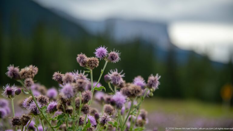 Close view of purple thistle-like flowers with conifer forest and mountains blurred in the background.
