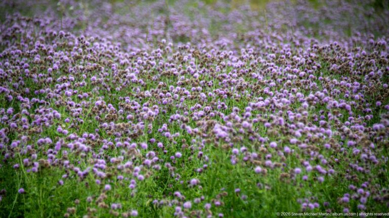Dense field of purple thistle-like flowers and green foliage, with blooms at several stages of maturity.