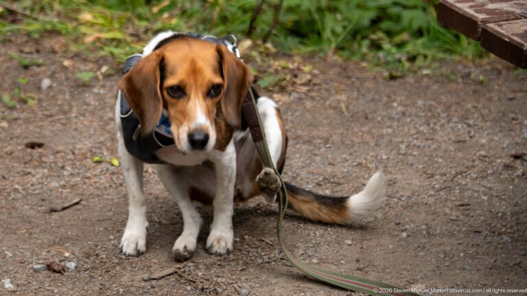 Beagle in a dark harness sitting on gravel with a leash beside vegetation at a campsite.
