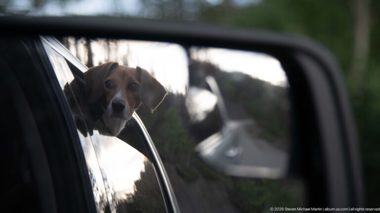 Beagle peering from an open vehicle window beside a side mirror reflecting the road behind.