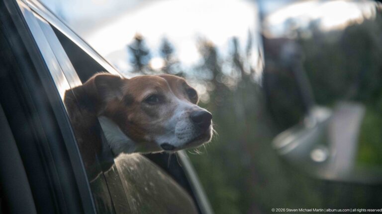 Beagle leaning through an open vehicle window with a softly blurred forest and roadway behind.