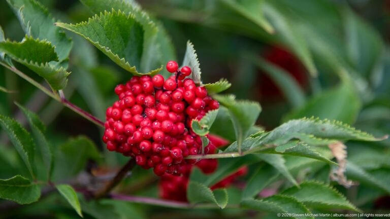 Close view of a dense cluster of bright red berries among serrated green leaflets.