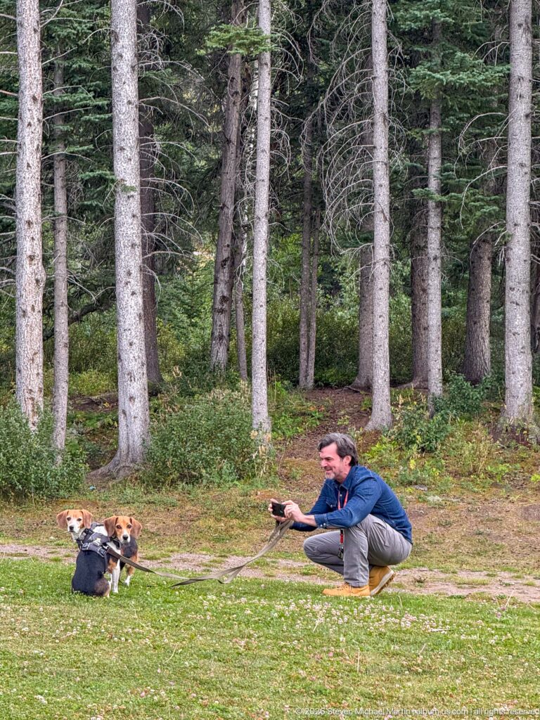 Man crouching on grass while holding two leashed beagles in front of tall conifer trees.