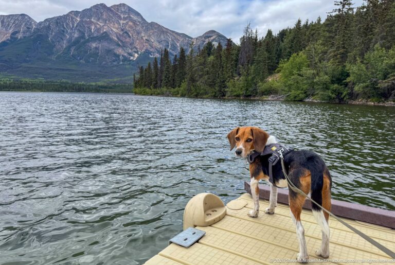 Beagle standing on a floating dock with Pyramid Lake, forested shoreline, and mountain behind.