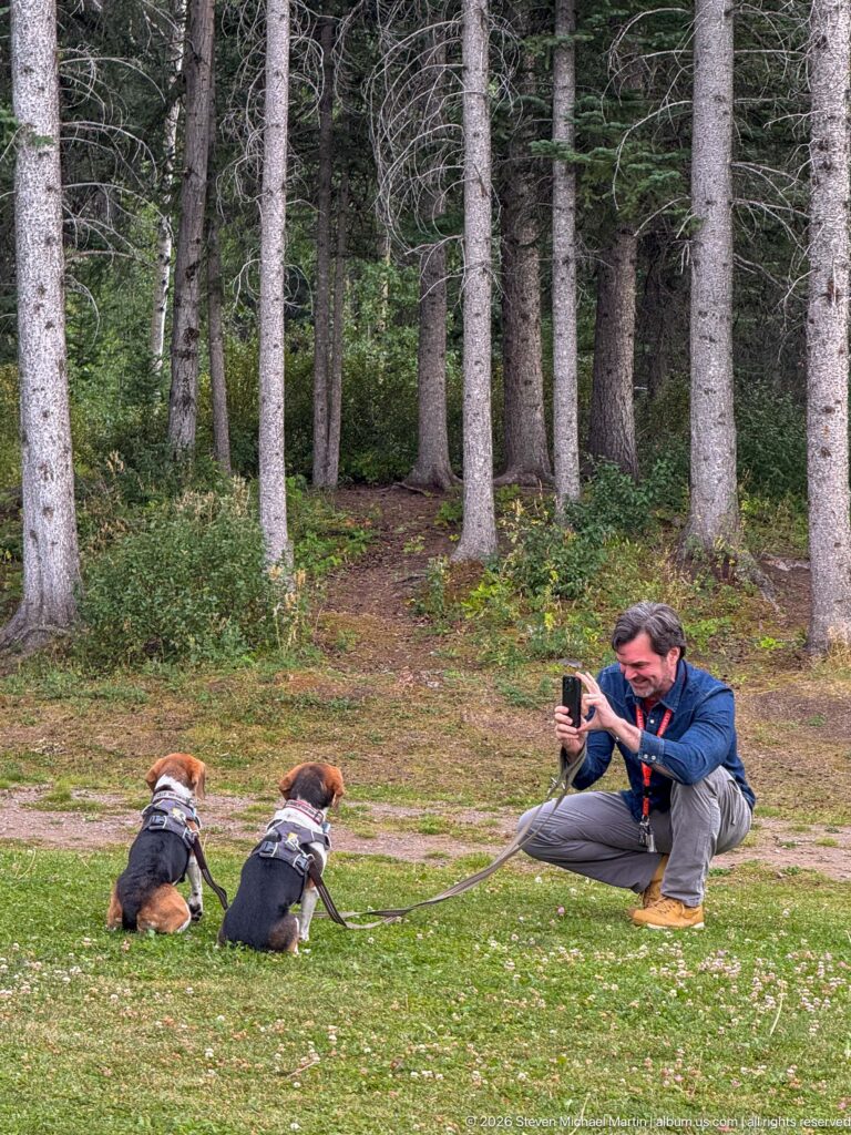 Two beagles sitting on grass while a crouching man photographs them with a phone beside conifer trees.