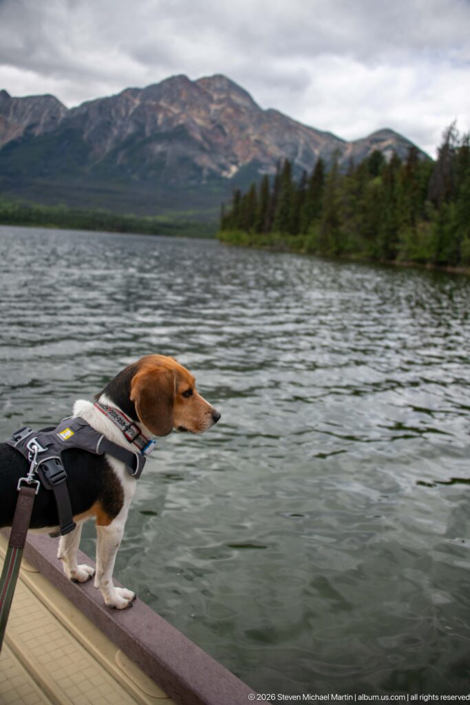 Harnessed beagle standing at a dock edge and looking across Pyramid Lake toward mountains.