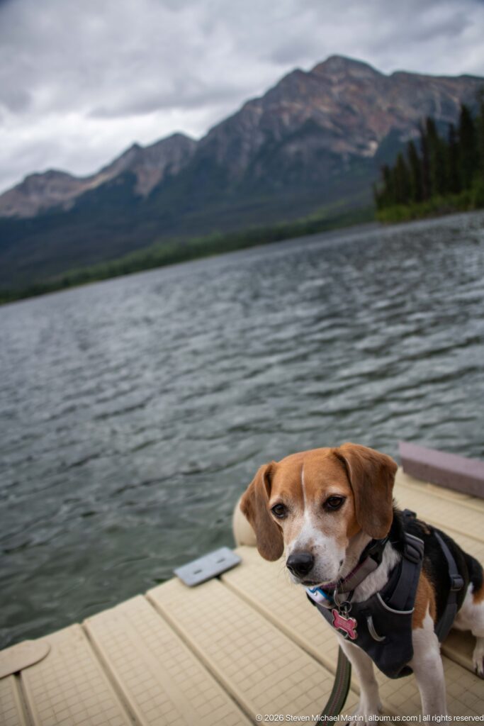 Beagle looking toward the camera on a dock, with gray lake water and mountains behind.
